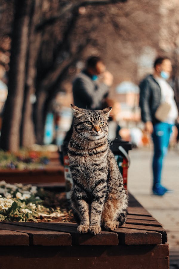 cat